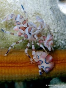 Harlequin Shrimp, a rare visit on a dive in Magic Reef, Nungwi