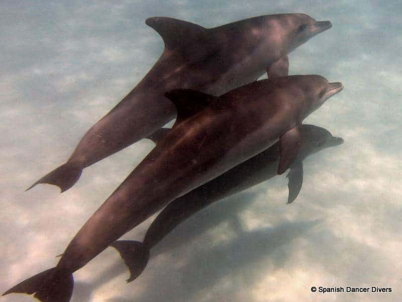 Common Dolphins briefly joining our dive in Mnemba Atoll