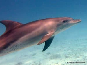 Beautiful Common Dolphin pass by our divers in Mnemba Atoll