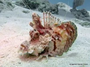 Indian Walkman on a dive at Alvaro rock in Mnemba