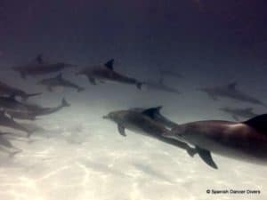 A pond of Common Dolphins passing in Mnemba right under our dive boat