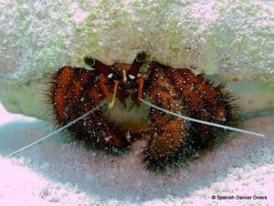 Hermit Crab crowling on the sand in Mnemba Atoll