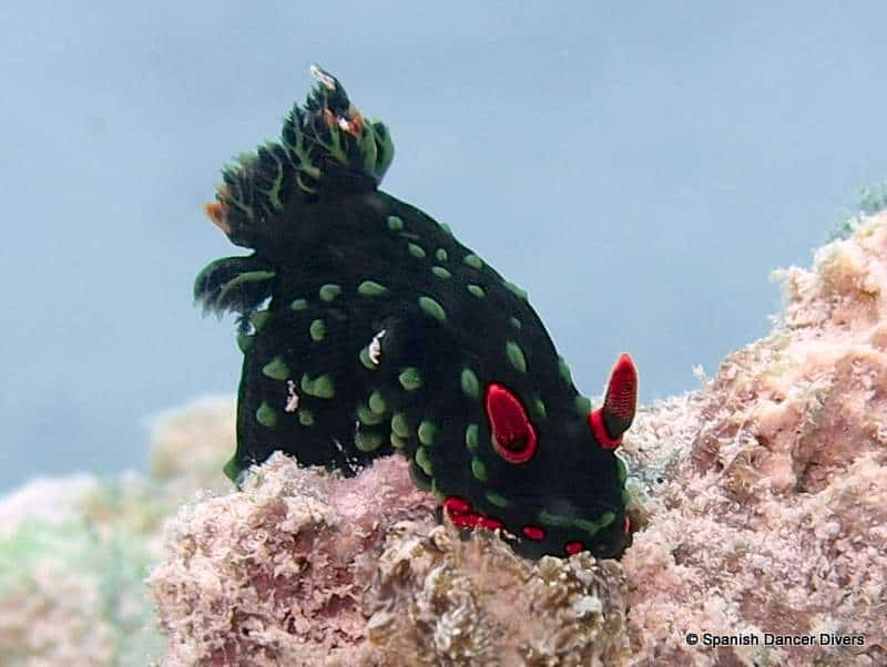 While diving in Zanzibar one can spot many types of Nudibranch