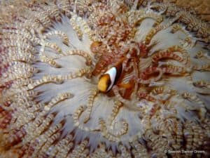 Anemone is found on every dive in Zanzibar