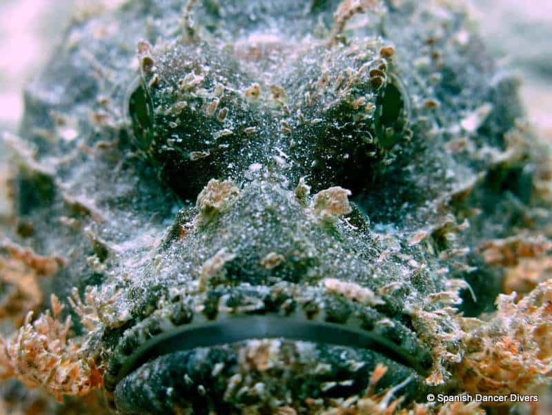 Scorpion Stonefish are very common on Zanzibar dives