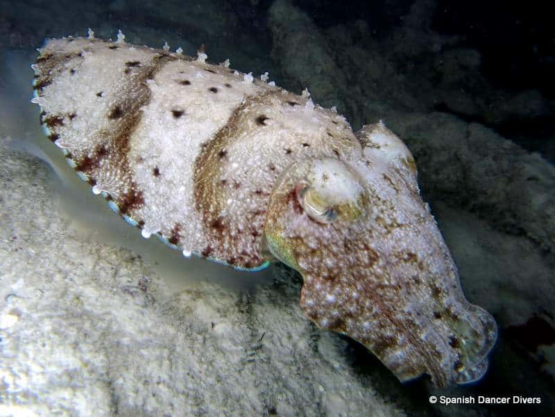 Cuttlefish can often be seen on a dive at night in Zanzibar