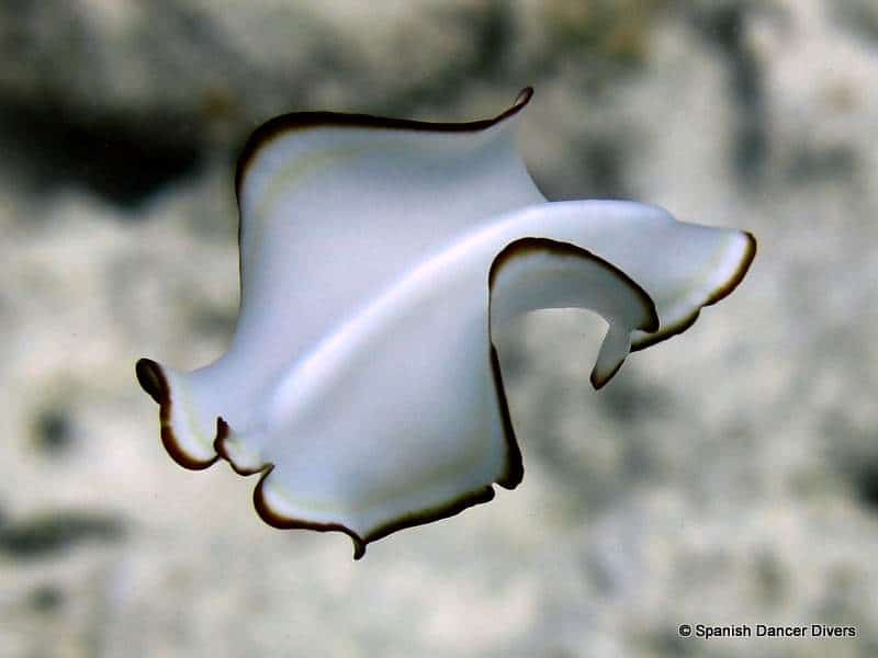 Flatworm swiming in Mnemba