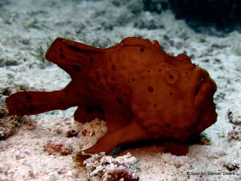 Frog fish disguised on a dive in Zanzibar