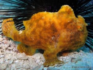 Frogfish on the reef in Nungwi