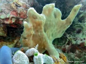 Frogfish is one of the unique fishes you can see on a dive in Zanzibar