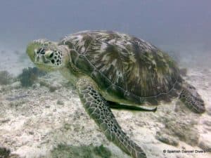 While diving in Nungwi we often spot Green Turtles