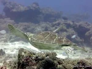 Green Turtle seen on a dive in Zanzibar