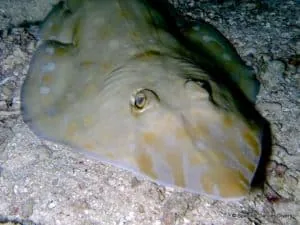Night diving in Nungwi, you can spot a Nudibranch on most dives