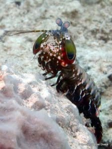 Mantis Shrimp, very common on Zanzibar dives
