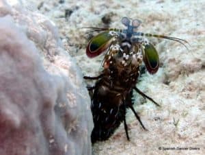 Mantis shrimp curiously checking our divers in Zanzibar