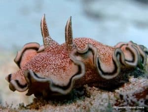 Nudibranches are common to see on every dive in Zanzibar
