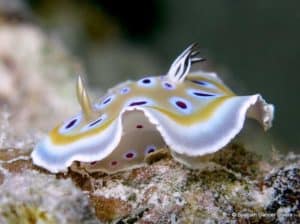 this Nudibranch can be seen on almost all dives in Zanzibar