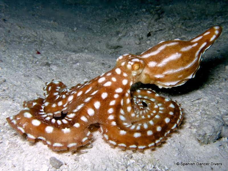 Octopus on a night diving in Zanzibar