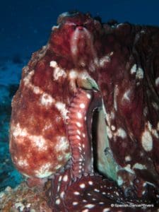 Octopuses can be spotted on Mnemba dives