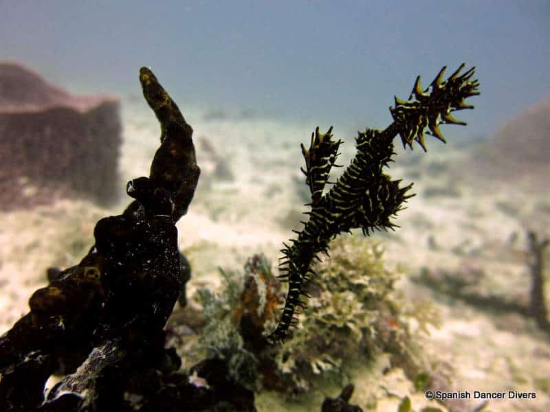 Ghost Pipefish are one of the rare fish you will see while diving in Nungwi reefs
