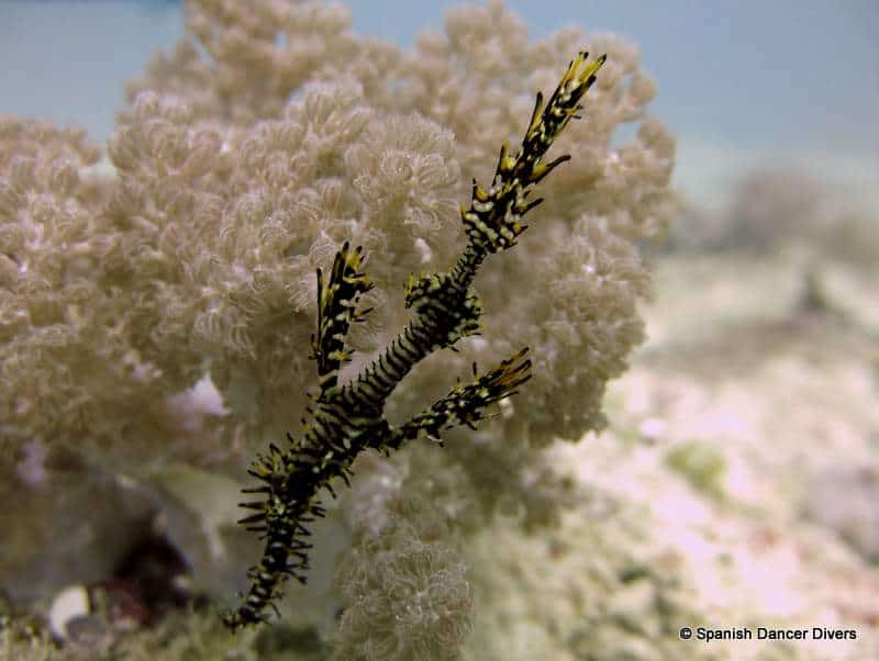Ghost Pipefish disguised on a dive in Zanzibar