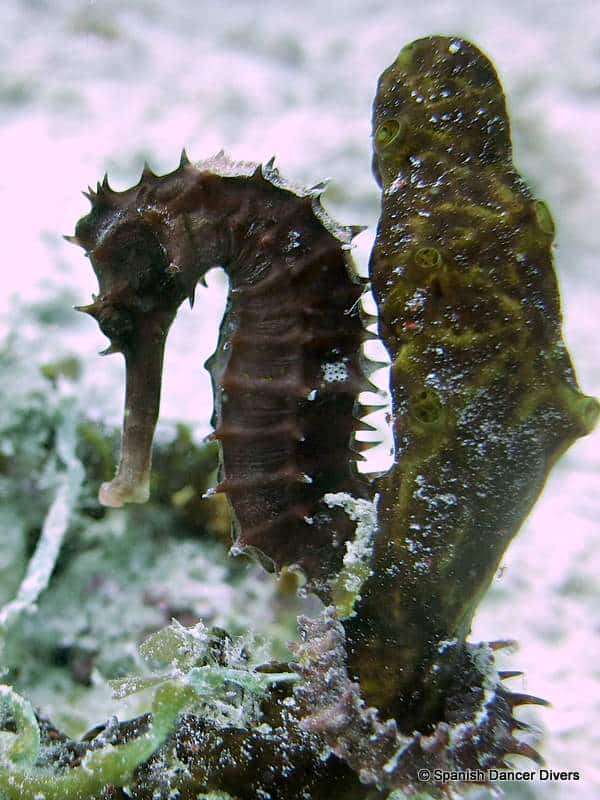 It is always exiting to find Sea Horse on a dive in Magic reef, Zanzibar