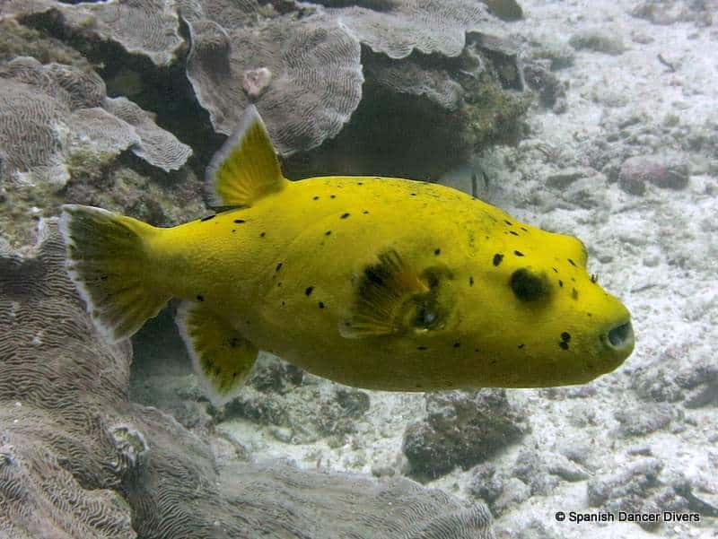 Puffer fish is very common on every dive in Zanzibar