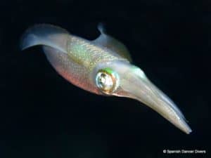 Squid on Nungwi reef during a night dive