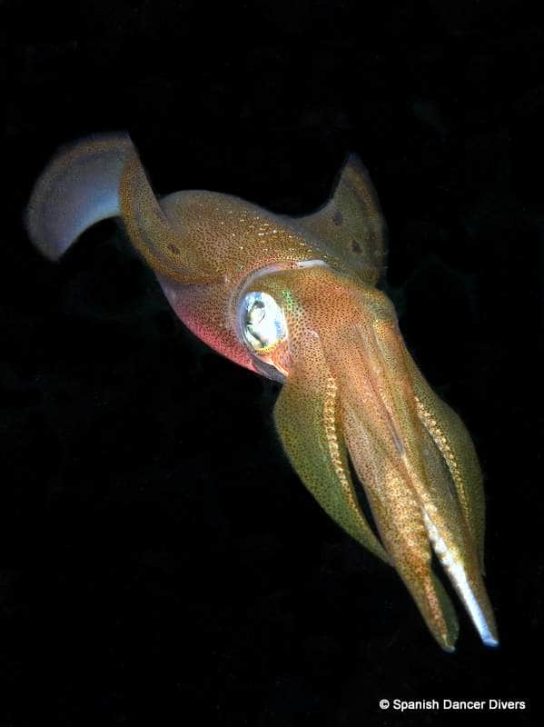 Night diving in Zanzibar offers a great chance to see Squids hunting