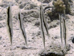 Razorfish are almost invisible to see when diving in Zanzibar