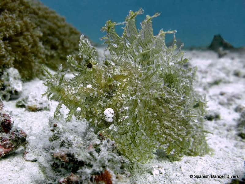 Weedy Scorpionfish is one of the most exiting fish you can find on Zanzibar dives