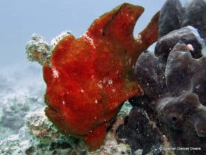 Frogfish camouflaged on Mnemba reefs