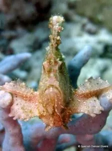 leaf fishes are one of the unique fish to see when diving in Zanzibar