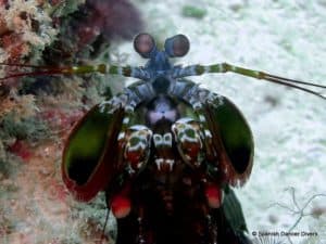 the magnificent mantis shrimp is common on every dive spot on Zanzibar