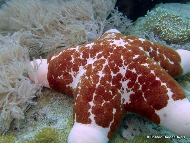 These pretty star fishes can be spotted on all dive sites in Zanzibar