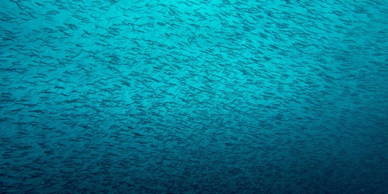 Schooling Fish - Diving in Zanzibar