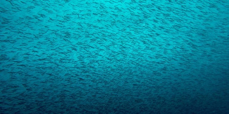 Schooling Fish - Diving in Zanzibar