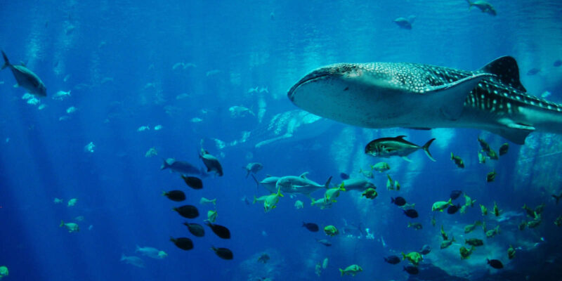 Diving in Zanzibar with whale shark