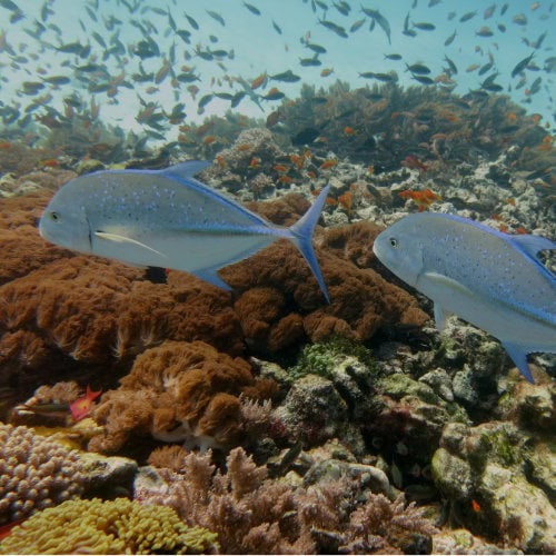 Carangue Bleue nageant dans l'atoll de Mnemba