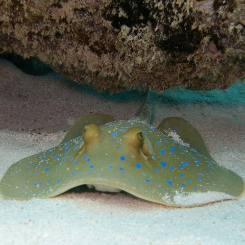 Raie Pastenague à Points Bleus sur le récif de Zanzibar