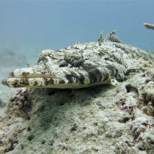 Poisson crocodile dans le récif de Hunga