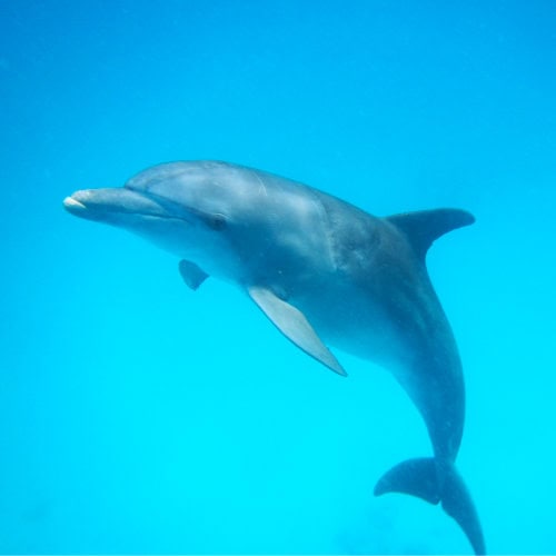 Dauphin à l'atoll de Mnemba
