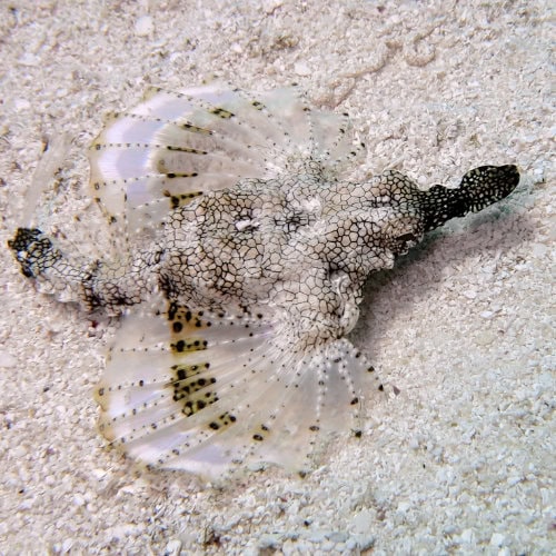 Pégase dans l'atoll de Mnemba
