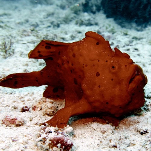 Les Poissons-Grenouilles font partie de la beauté des récifs de Zanzibar