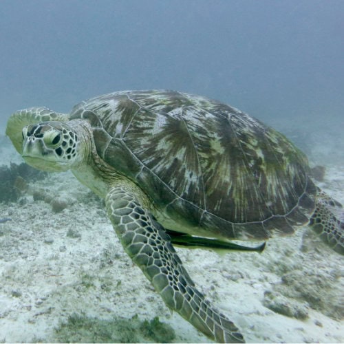Tortue de mer Zanzibar
