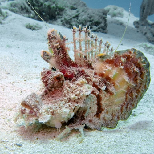 Poisson-Démon à Mnemba
