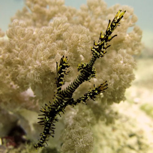 Poisson fantôme dans le récif de Tumbatu