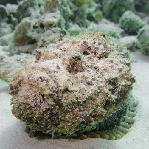 Poisson-pierre sur l’île de Mnemba