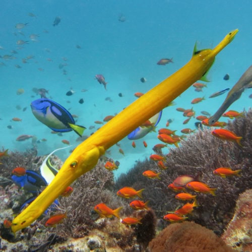 Poisson trompette sur l’île de Mnemba
