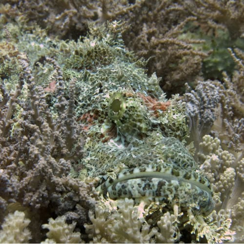 Poisson-Scorpion dans le récif de Zanzibar